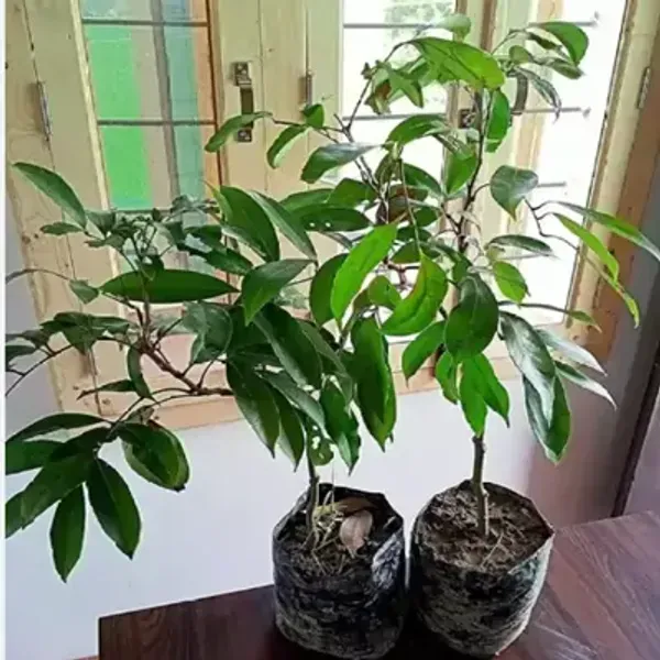 Red_Muzaffarpur_Shahi_Litchi_Fruit_Plant_Lychee