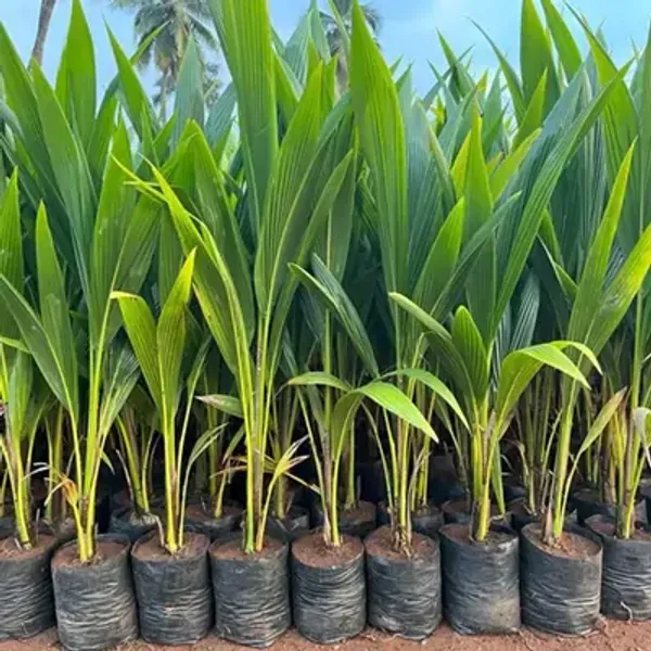 Green_Indian_Coconut_Fruit_Plant