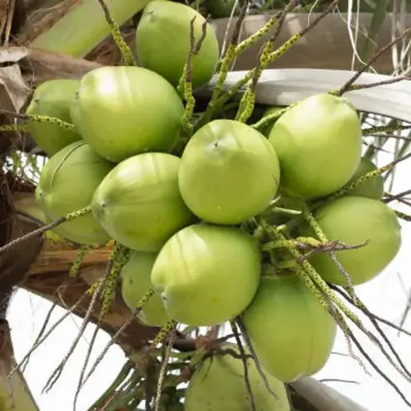 Green_Indian_Coconut_Fruit_Plant