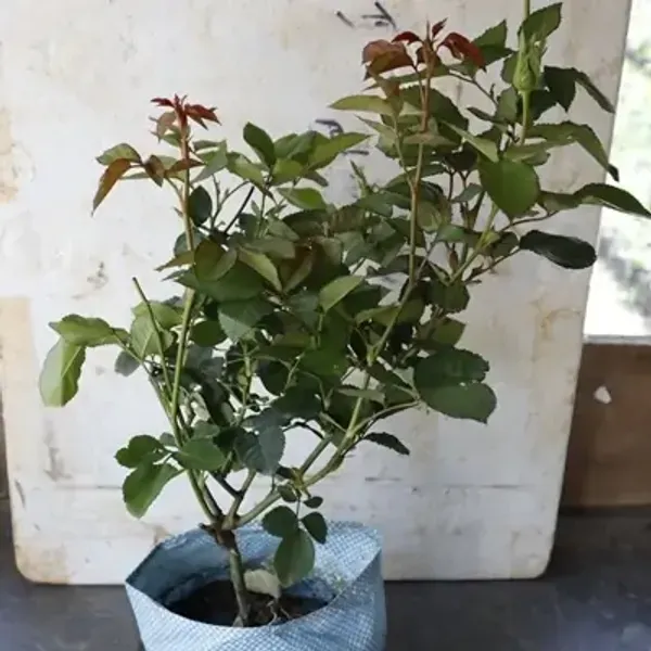 Red_White_Abracadabra_Rose_Flower_Plant