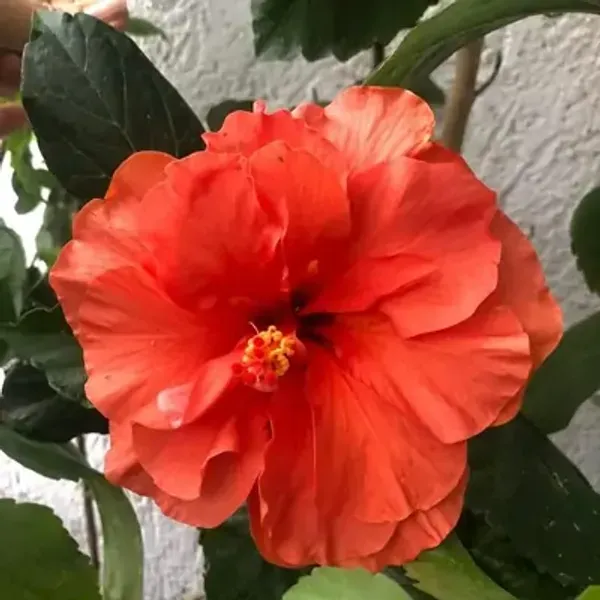 Orange_Double_Petal_Variety_Grafted_Hibiscus_Flower_Plant