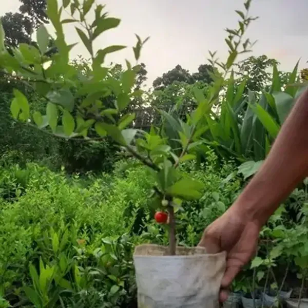Barbados_Cherry_Fruit_Plant