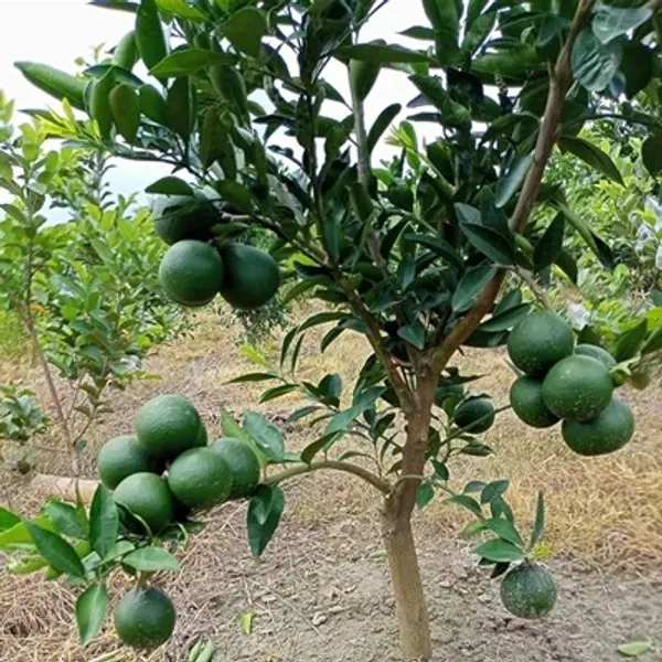 Green_Siki_Sweet_Malta_Grafted_Amp_Hybrid_Lemon_Fruit_Plant