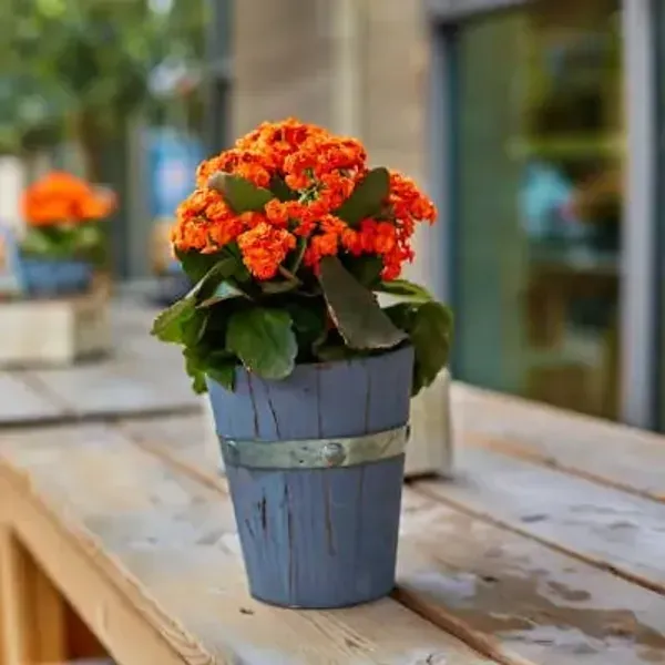 Orange_Premium_Kalanchoe_Plant