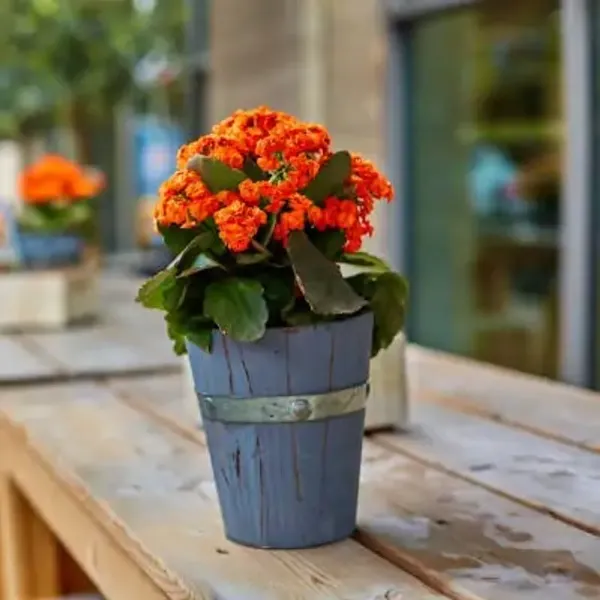 Orange_Premium_Kalanchoe_Plant