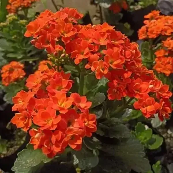 Orange_Premium_Kalanchoe_Plant