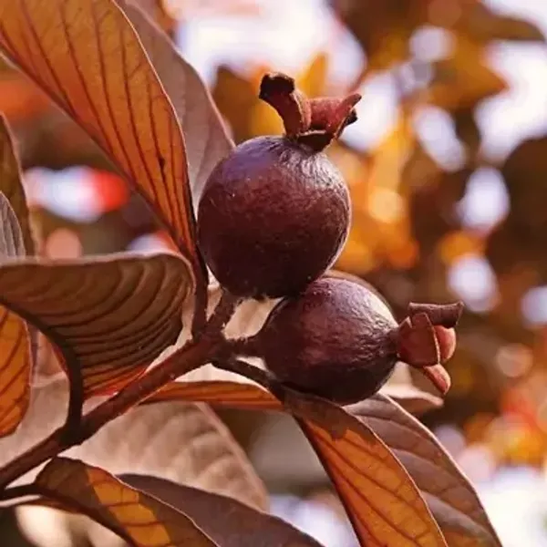 Red_Thai_Variety_Guava_Grafted_Fruit_Plant