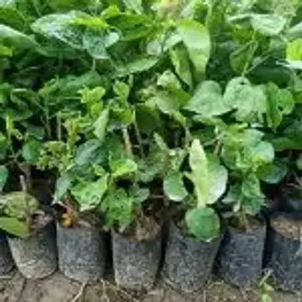 Orange_American_Variety_Hibiscus_Flower_Plants