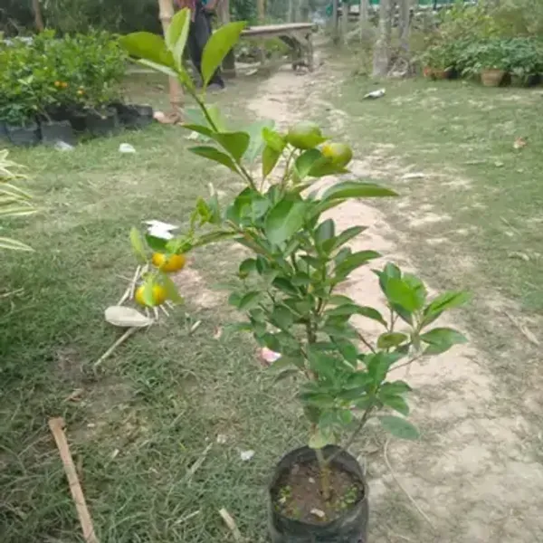 Yellow_Mysore_Malta_Grafted_Lemon_Fruit_Plant