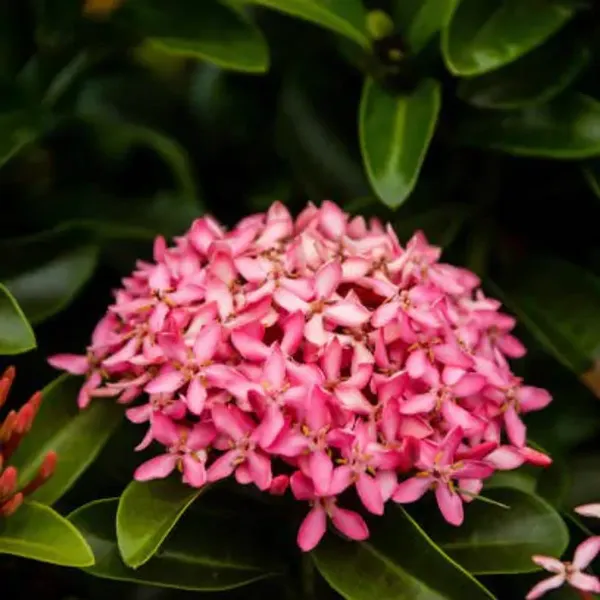 Pink_Chinese_Ixora_Flower_Plants