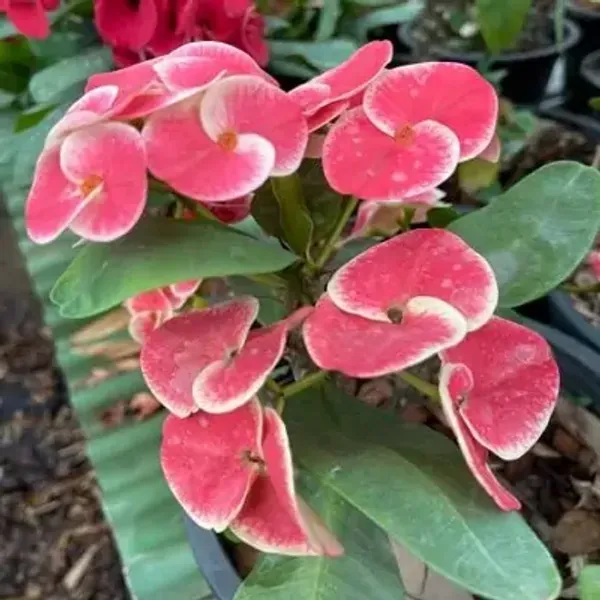 Pink_Euphorbia_Milii_Flower_Plant