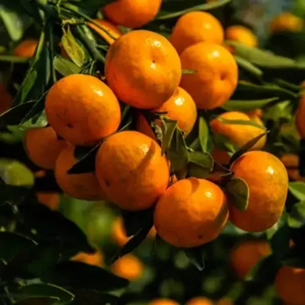 Orange_Seedless_Grafted_Amp_Hybrid_Lemon_Fruit_Plant