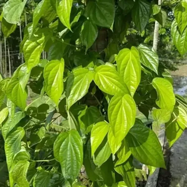 Green_Maghai_Betel_Leaf_Plant_Maghai_Paan