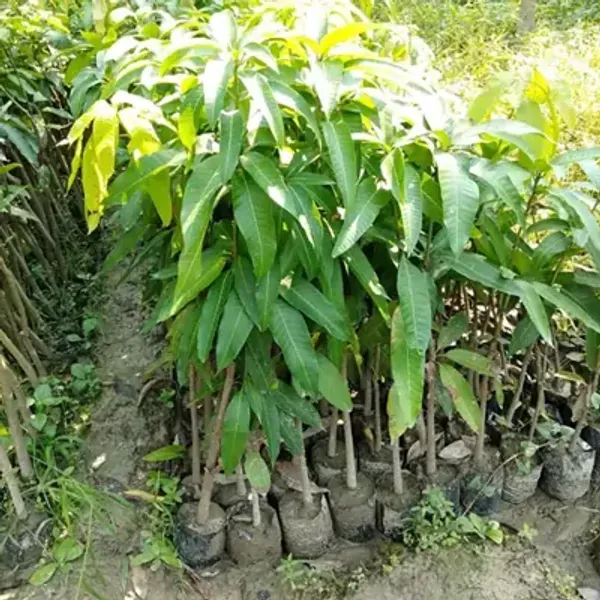 Green_Bombay_Mango_Grafted_Fruit_Plant