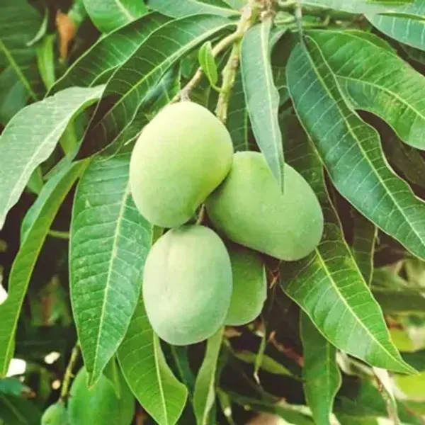 Green_Bombay_Mango_Grafted_Fruit_Plant