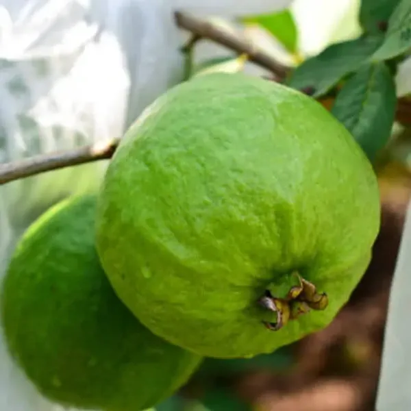 Green_Chinese_Guava_Grafted_Fruit_Plants
