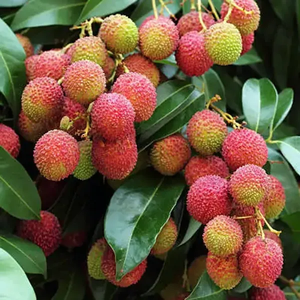 Red_All_Time_Thai_Variety_Lychee_Plants