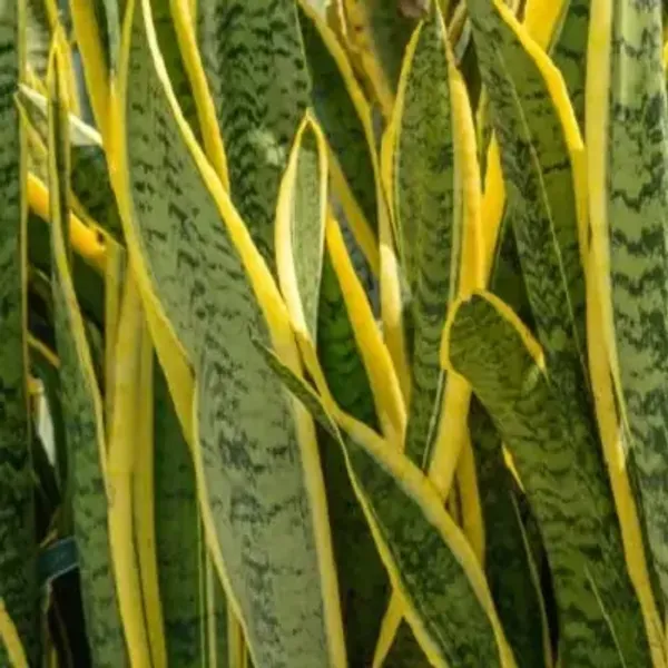 Green_Premium_Perfect_For_Adding_Beauty_Snake_Plant