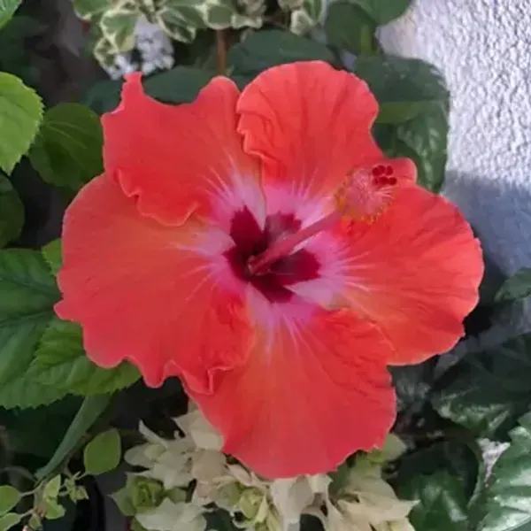 Red_American_Variety_Hibiscus_Flower_Plants