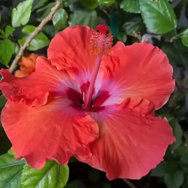 Red_American_Variety_Hibiscus_Flower_Plants