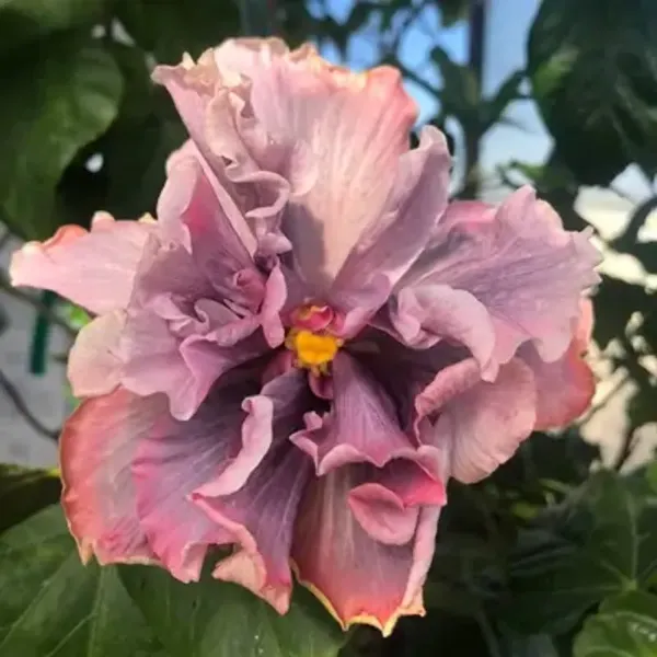 Pink_Double_Petal_Variety_Grafted_Hibiscus_Flower_Plant