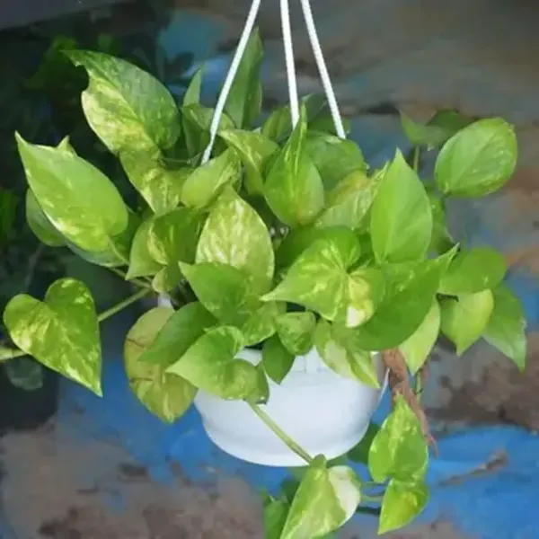 Green_Premium_Perfect_For_Adding_Beauty_Money_Plant