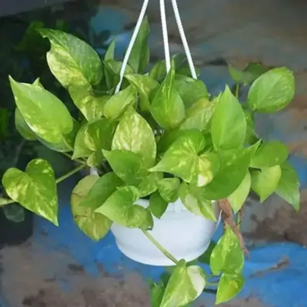Green_Premium_Perfect_For_Adding_Beauty_Money_Plant