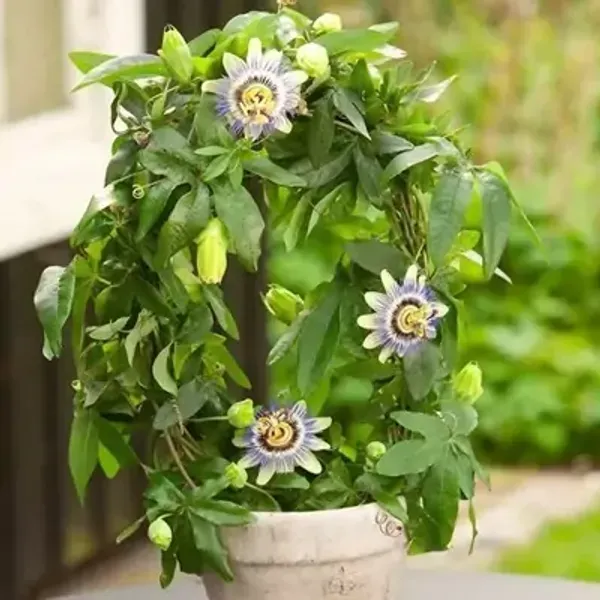 White_Passion_Flower_Plants