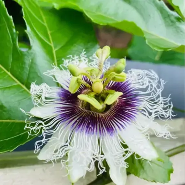 White_Passion_Flower_Plants
