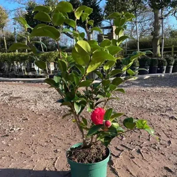Red_Camellia_Flower_Plant