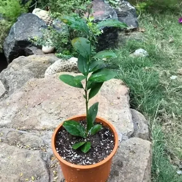 Black_Figure_Lemon_Grafted_Amp_Hybrid_Fruit_Plant