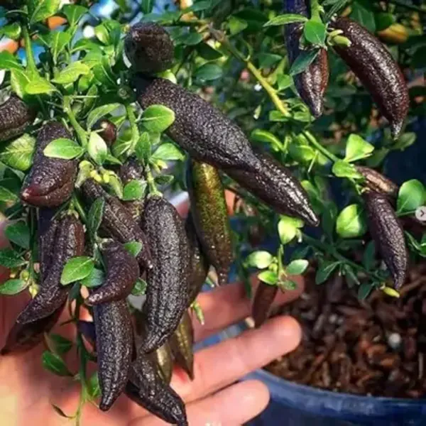 Black_Figure_Lemon_Grafted_Amp_Hybrid_Fruit_Plant