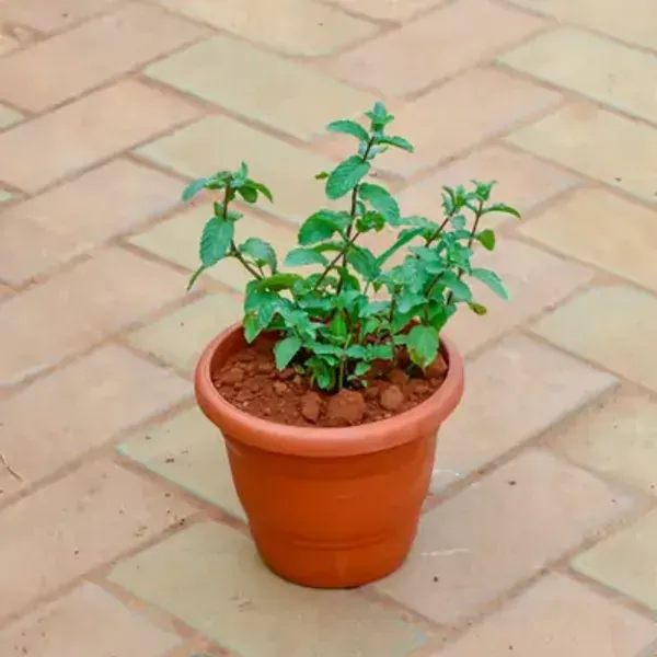 Green_Perfect_For_Adding_Beauty_Mint_Pudina_Plant