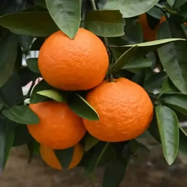 Orange_Nagpur_Grafted_Lemon_Fruit_Plant