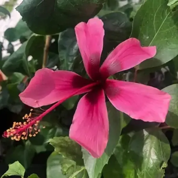 Dark_Pink_Spider_Hibiscus_Flower_Plant