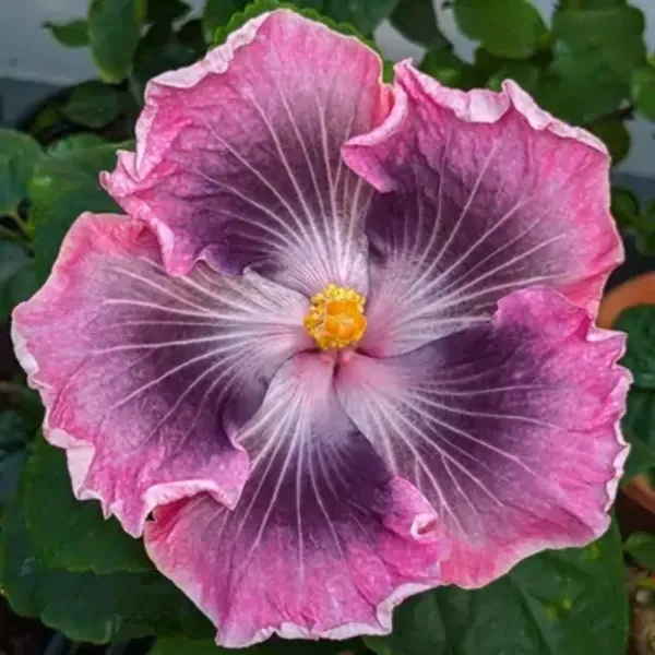 Purple_American_Variety_Grafted_Hibiscus_Flower_Plant