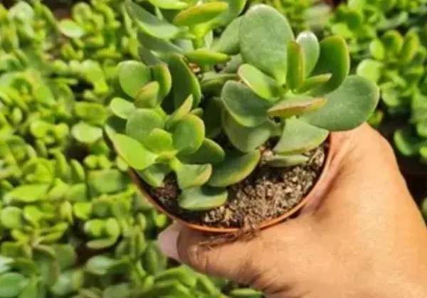 Green_Crassula_Jade_Live_Sacculent_Plant