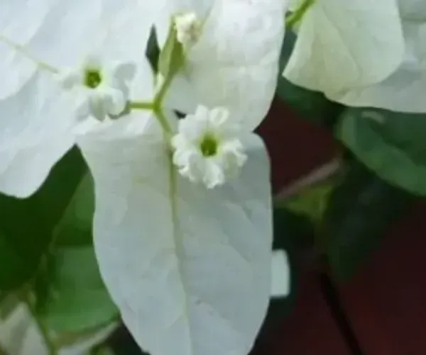 White_Subhra_Bougainvillea_Flower_Plant