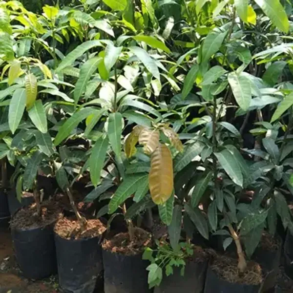 Yellow_Thai_Variety_Super_Queen_Mango_Grafted_Fruit_Plant