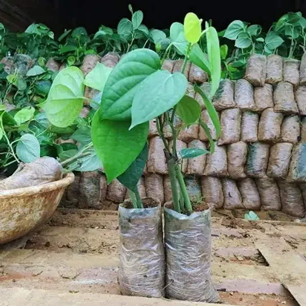 Green_Black_Pepper_Plants_Kali_Mirch