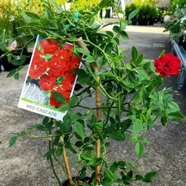 Red_Climbing_Rose_Flower_Plant