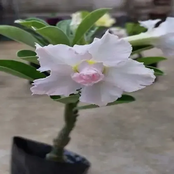 White_Adenium_Rose_Variety_Live_Plant_Grafted