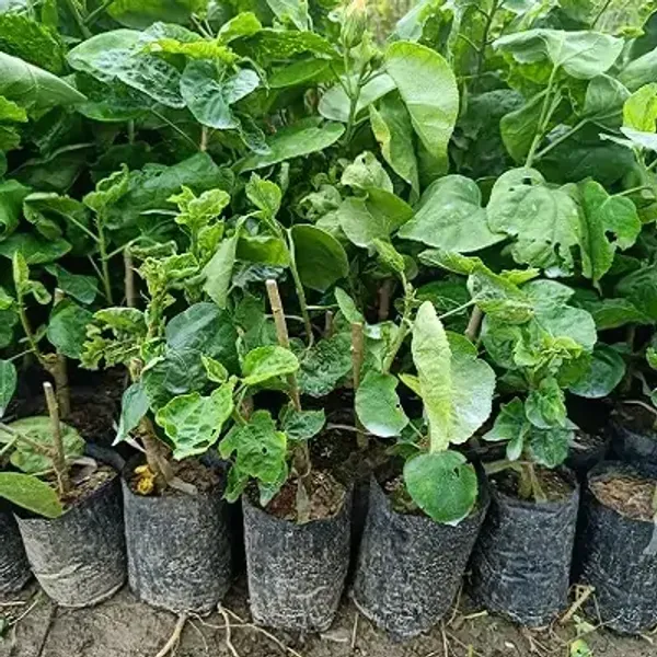 Yellow_American_Variety_Hibiscus_Flower_Plants