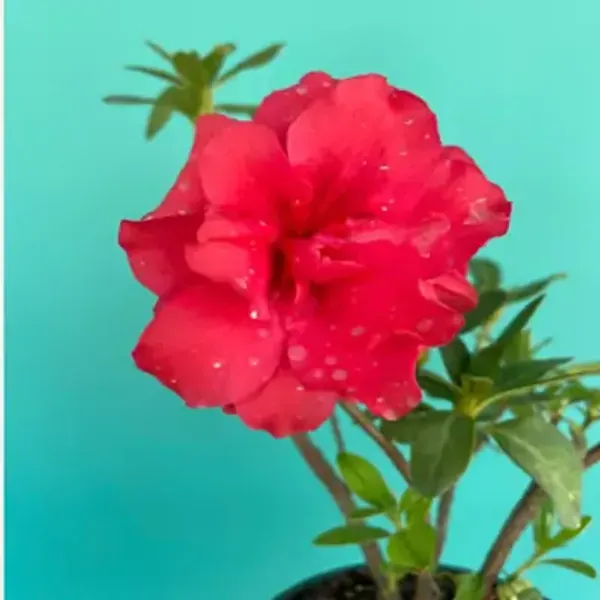 Red_Azalea_Flower_Plant