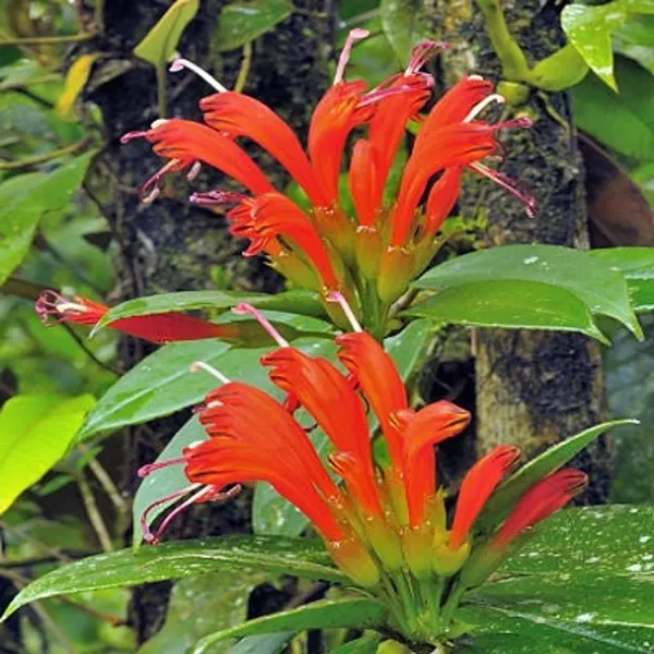 Red_Premium_Lipstick_Plant