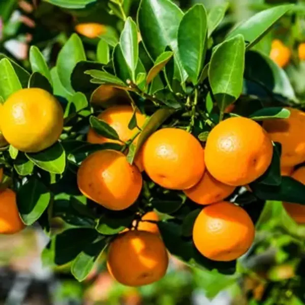Orange_Sweet_Chinese_Orange_Fruit_Plant