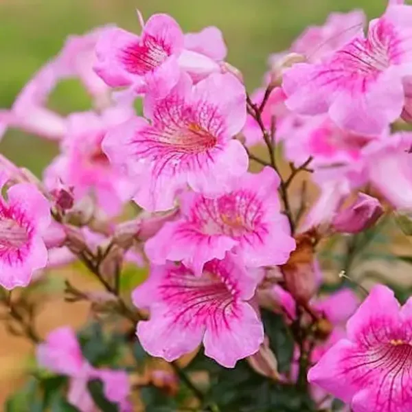 Pink_Tecoma_Flower_Plant
