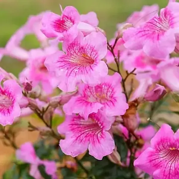 Pink_Tecoma_Flower_Plant