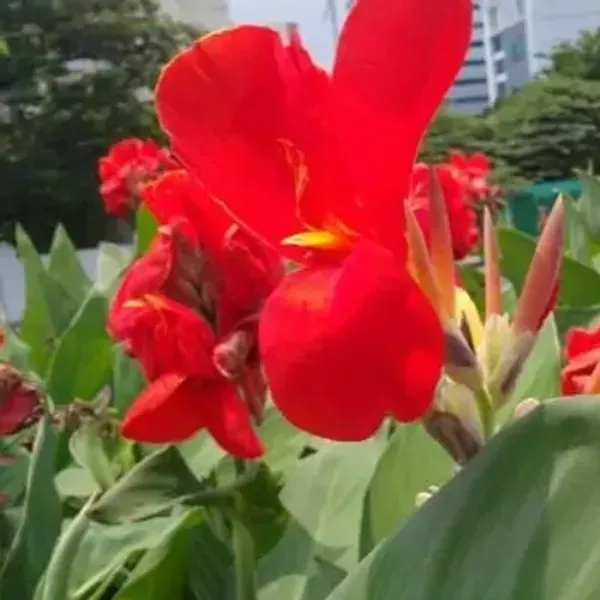 Red_Canna_Indica_Flower_Plant