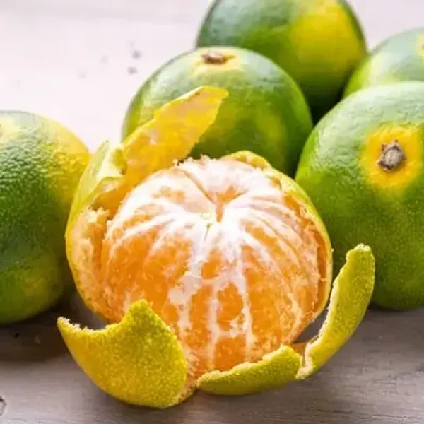 Orange_Sweet_Grafting_Fruit_Plant